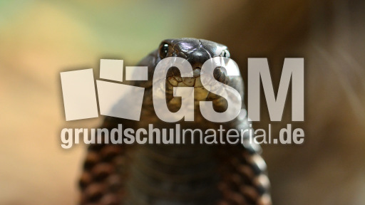 Arabische Kobra_3.jpg